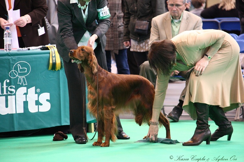 Crufts2011 495.jpg